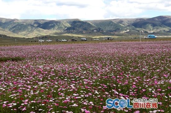 汉戈波斯菊花海 叶强平 摄