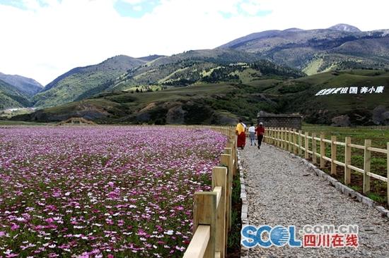 汉戈波斯菊花海 叶强平 摄