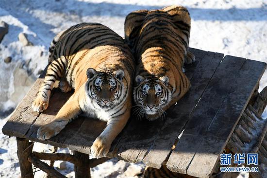 两只东北虎在木架子上休息
