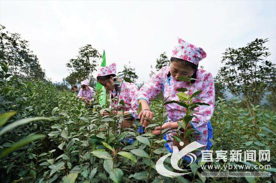 宜宾早茶采茶场景。(程文帝 摄)
