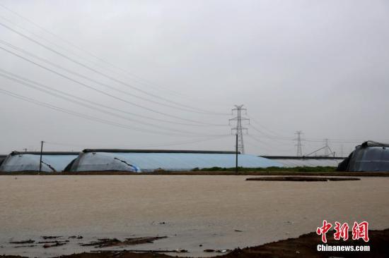 8月12日,受台风“利奇马”影响,山东寿光及周边县市普降特大暴雨,不少蔬菜大棚被积水围困。中新社记者 梁犇 摄
