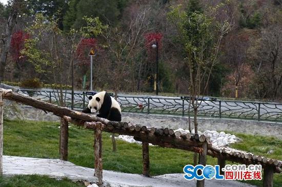大熊猫小礼物喜欢在室外高处活动。