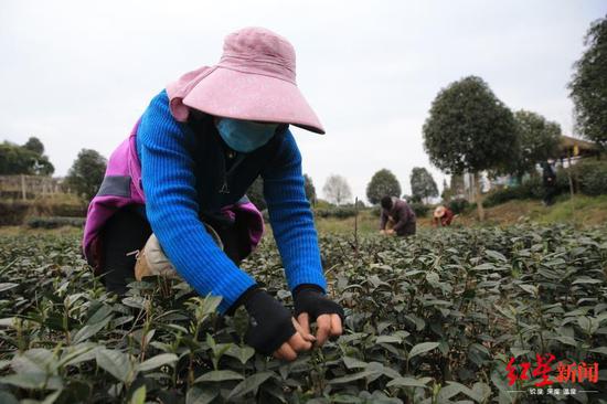 工人們在采茶。