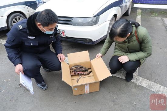 警方正在和区农业局工作人员查看猴面猫头鹰受伤情况。杨尚威摄