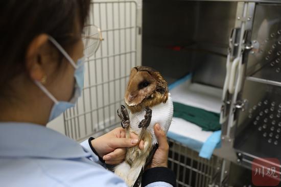 宠物医院医生正在为受伤的猴面猫头鹰喂水和食物。杨尚威摄