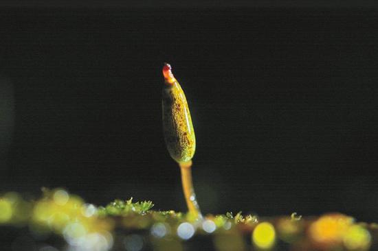 花斑烟杆藓整株。图片由受访者提供