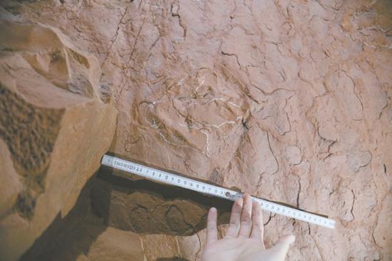 　灵崖洞洞顶发现的恐龙足迹