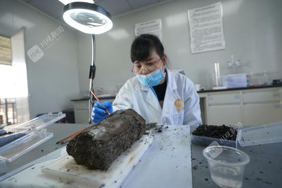 研究人员正在清理象牙，摄影 向宇
