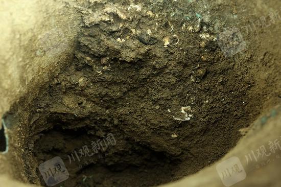 三星堆出土海贝，四川省文物考古研究院供图