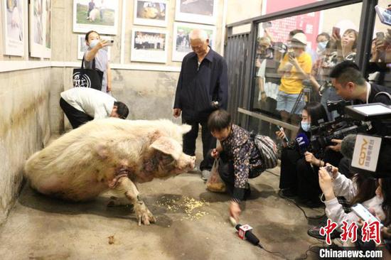 今年5月12日，“猪坚强”度过了它的第13个“重生日”，它曾经的主人万兴民夫妇去看望它。（资料图）　建川博物馆　摄