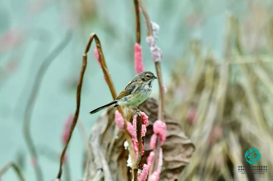 苇鹀（Emberiza schoeniclus）