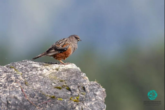 领岩鹨（Prunella collaris）