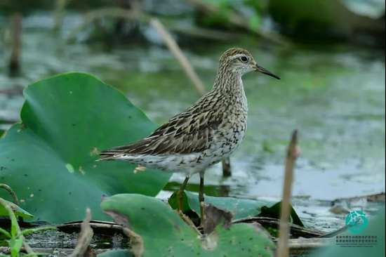 　尖尾滨鹬（Calidris acuminata）