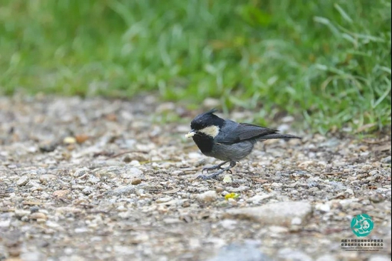 黑冠山雀（Periparus rubidiventris）