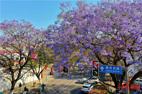 西昌城区蓝花楹迎来花期