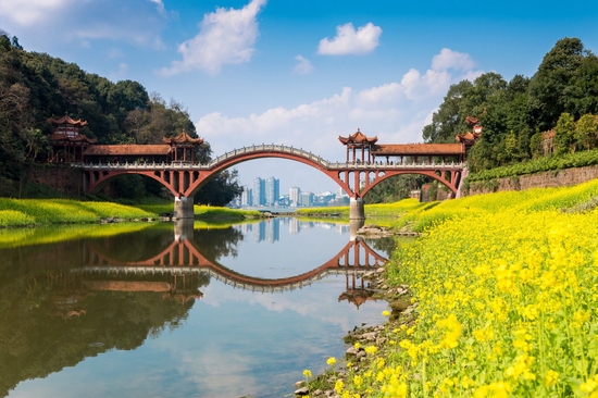 油菜花开满乐山麻浩河湿地公园       （乐山大佛景区供图）