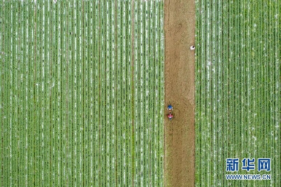 春耕时节，在四川省阆中市彭城镇，村民驾驶农机翻耕菜地（无人机照片）。