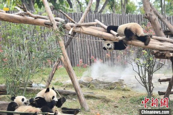 （两会速递）成都市长话旅游：打卡熊猫基地、吃火锅看非遗