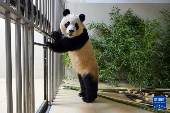 　这是4月4日在中国大熊猫保护研究中心神树坪基地拍摄的已经入住隔离检疫圈舍的大熊猫“福宝”。新华社发（李传有 摄）