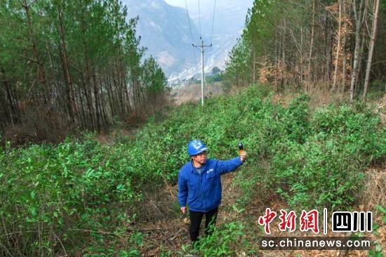 四川治理电力线路通道树竹隐患等1.7万余处