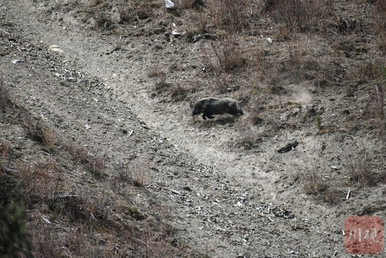 在新龙县拍到的野猪。（刘洋供图，资料图片）