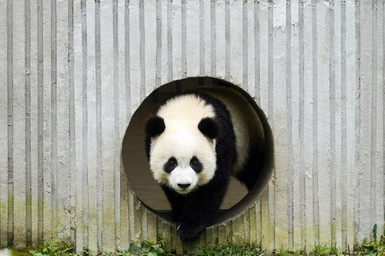 2020年11月4日在中国大熊猫保护研究中心卧龙神树坪基地拍摄的大熊猫。新华社记者 胥冰洁 摄