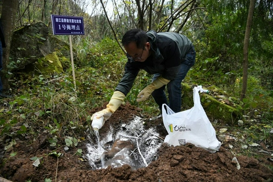 工作人員撒藥劑進行無害化處理(程聰 攝)