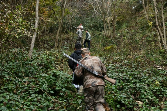 獵捕隊帶槍進山獵捕野豬(程聰 攝)