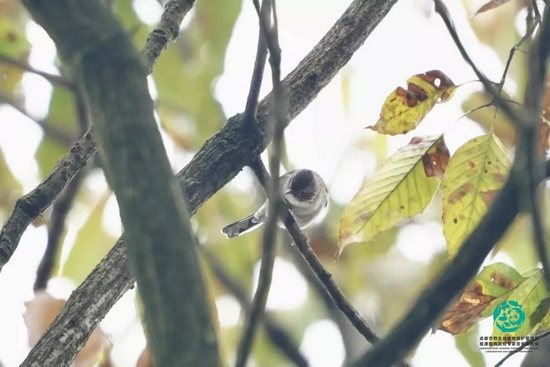 栗颈凤鹛（Staphida torqueola）