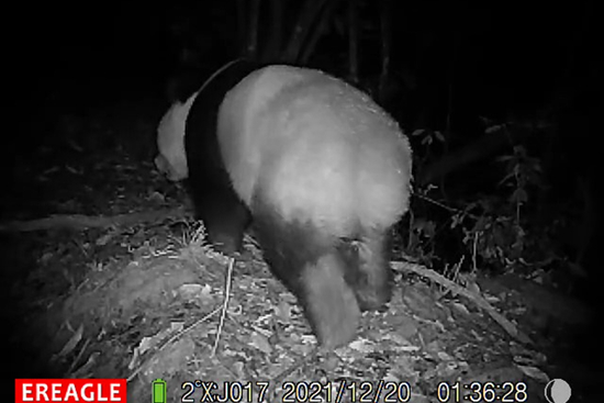 红外设备拍摄到的野生大熊猫