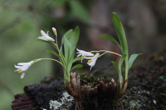四川發現一蘭科植物新記錄種——高山蛤蘭