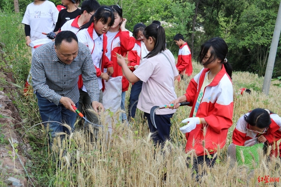 ↑学校带领学生收割麦子