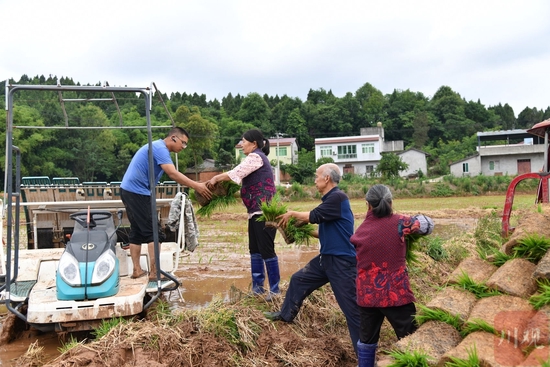 5月下旬，中江县永太镇多宝村村民正在使用插秧机插秧。
