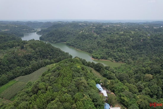 　↑黑熊在乐至出没的地方植被较好