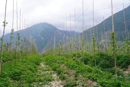 营盘山遗址