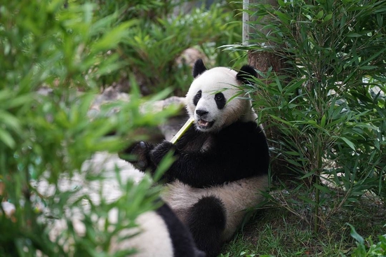 大熊猫雅雅吃东西