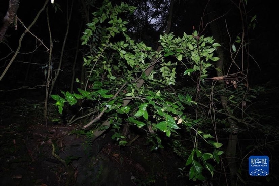 　在野外拍摄的尖齿卫矛植株（2021年8月10日摄）。新华社发（胡君 摄）