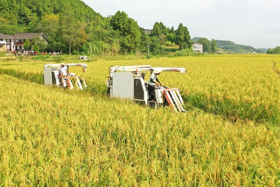 巨型稻种植基地，收割机正在忙收割。衡欢摄