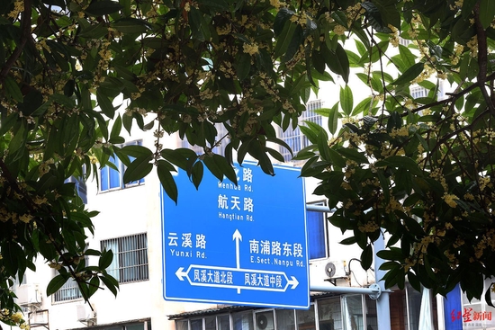 ▲成都街頭的桂花