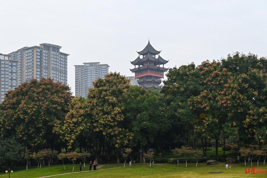 ▲塔子山公園里的欒樹