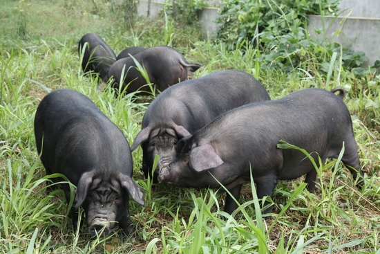 养猪场内养殖的生猪。（受访者供图）