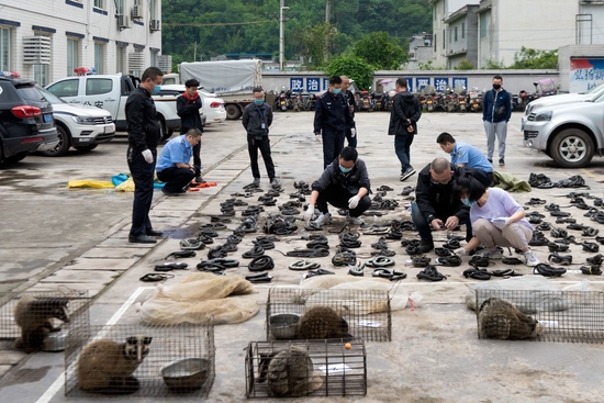 現場查獲的小靈貓、毛冠鹿、豬獾、野豬、果子貍、蛇類等。