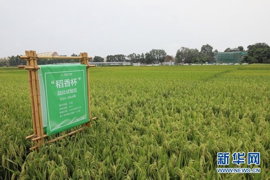 四川省第七届“稻香杯”参评品种在成都新津天府农博园的大田展区展示。