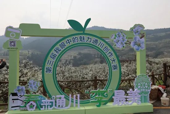 达州市通川区李花开满山 蜂糖李青脆李喜望丰收