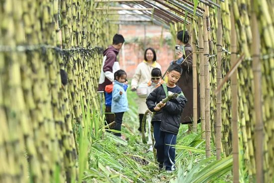 11月12日，成都，四川首个秋假开启后，众多家长带着孩子走进田间感受秋收的喜悦 图据视觉中国