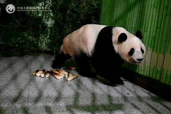 旅日熊猫“晓晓”“蕾蕾”安家雅安，邀你赴一场熊猫之约