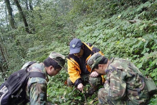 廖亮（左一）与队友在山间寻找野生熊猫的足迹。