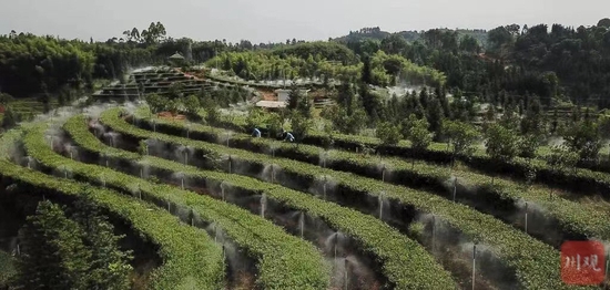 泸州市纳溪区护国镇梅岭茶园的智能雾灌系统。