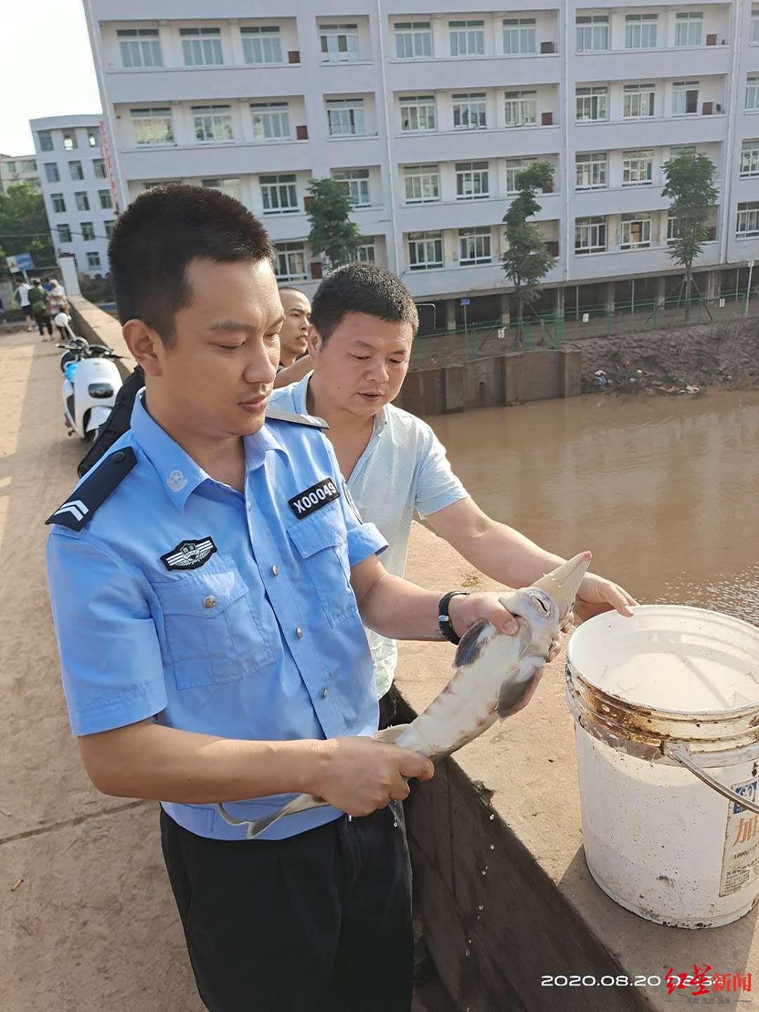 輔警李毅放生獲救中華鱘