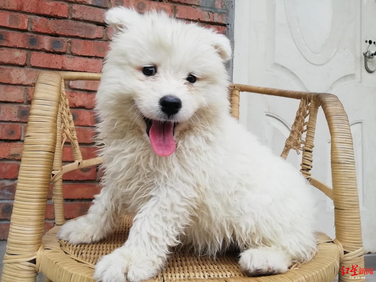 ↑小狗现状 (摄影 袁伟)